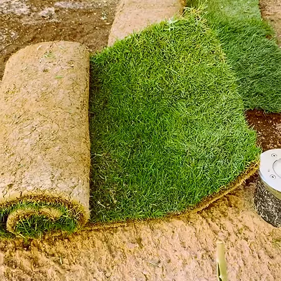 عشب طبيعي